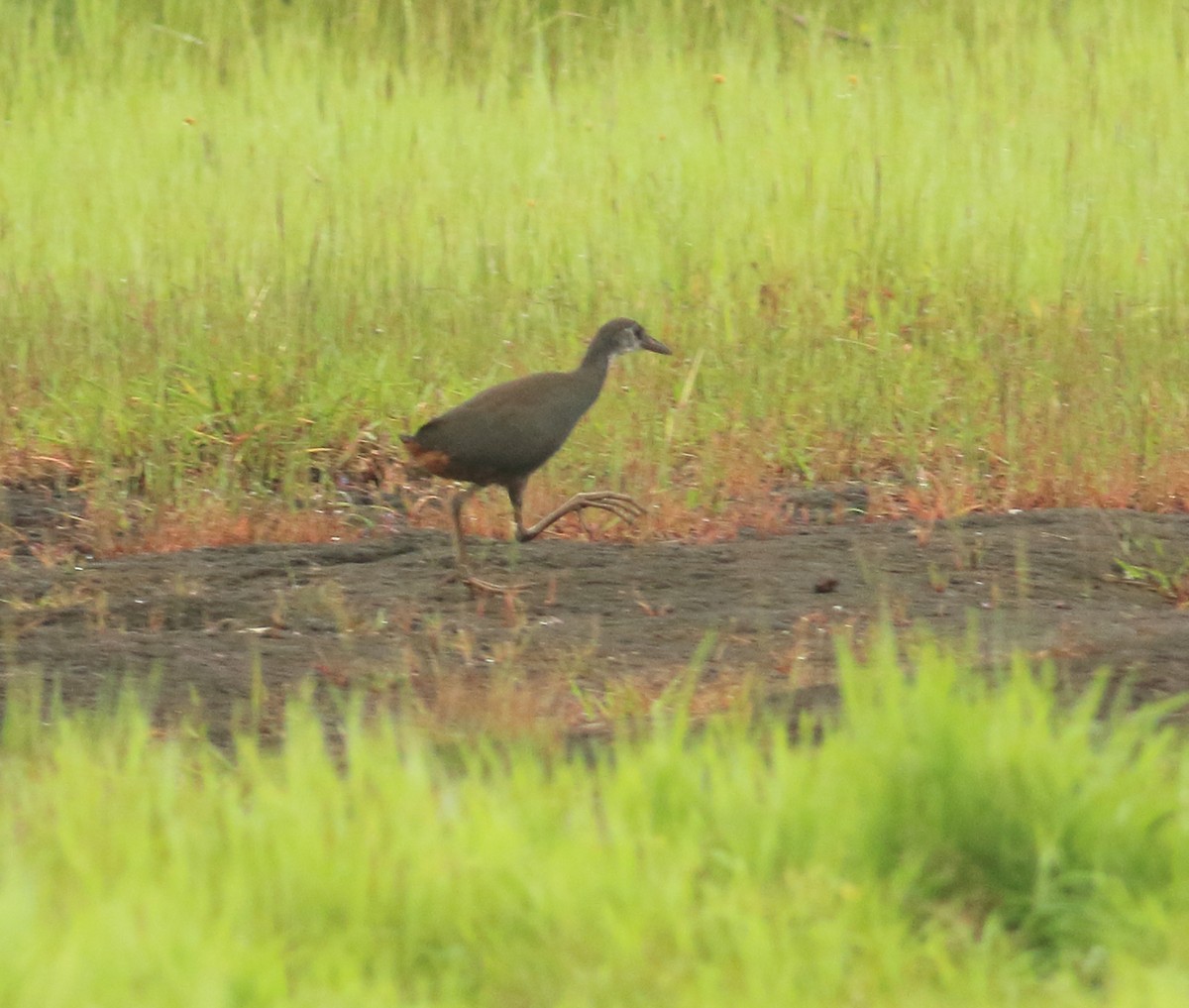 White-breasted Waterhen - ML642031317