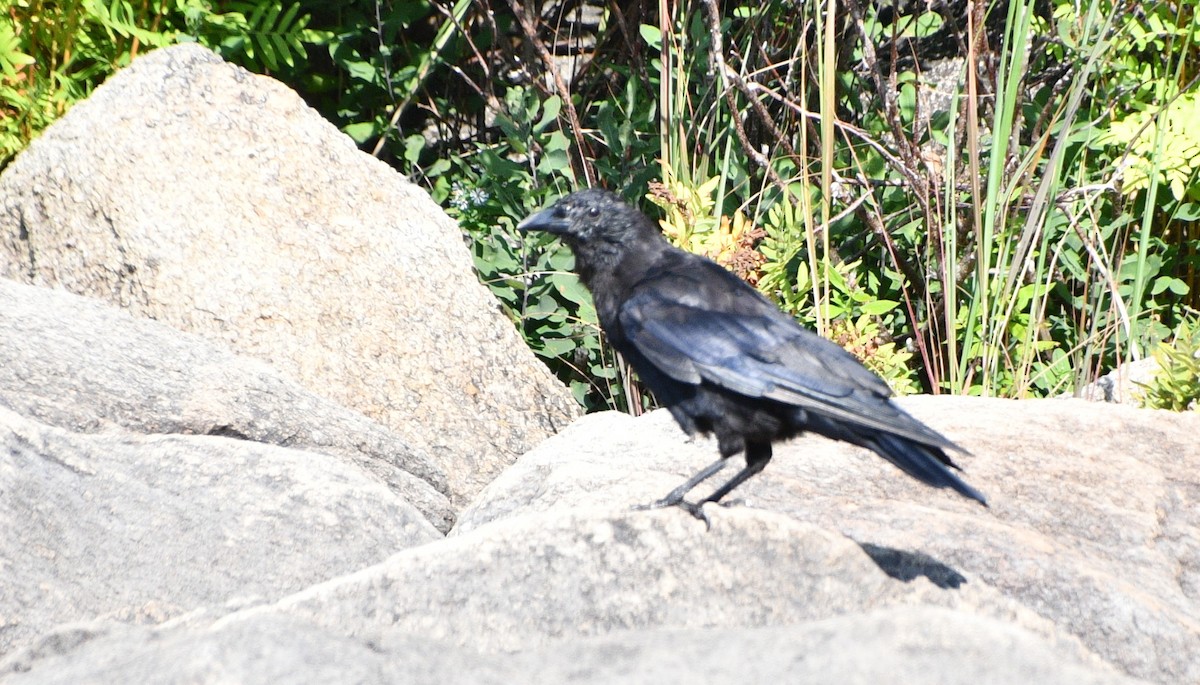 American Crow - ML642031318