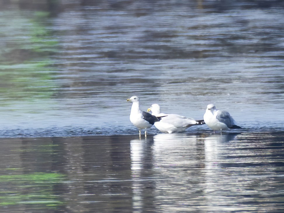 Lesser Black-backed Gull - ML642031319