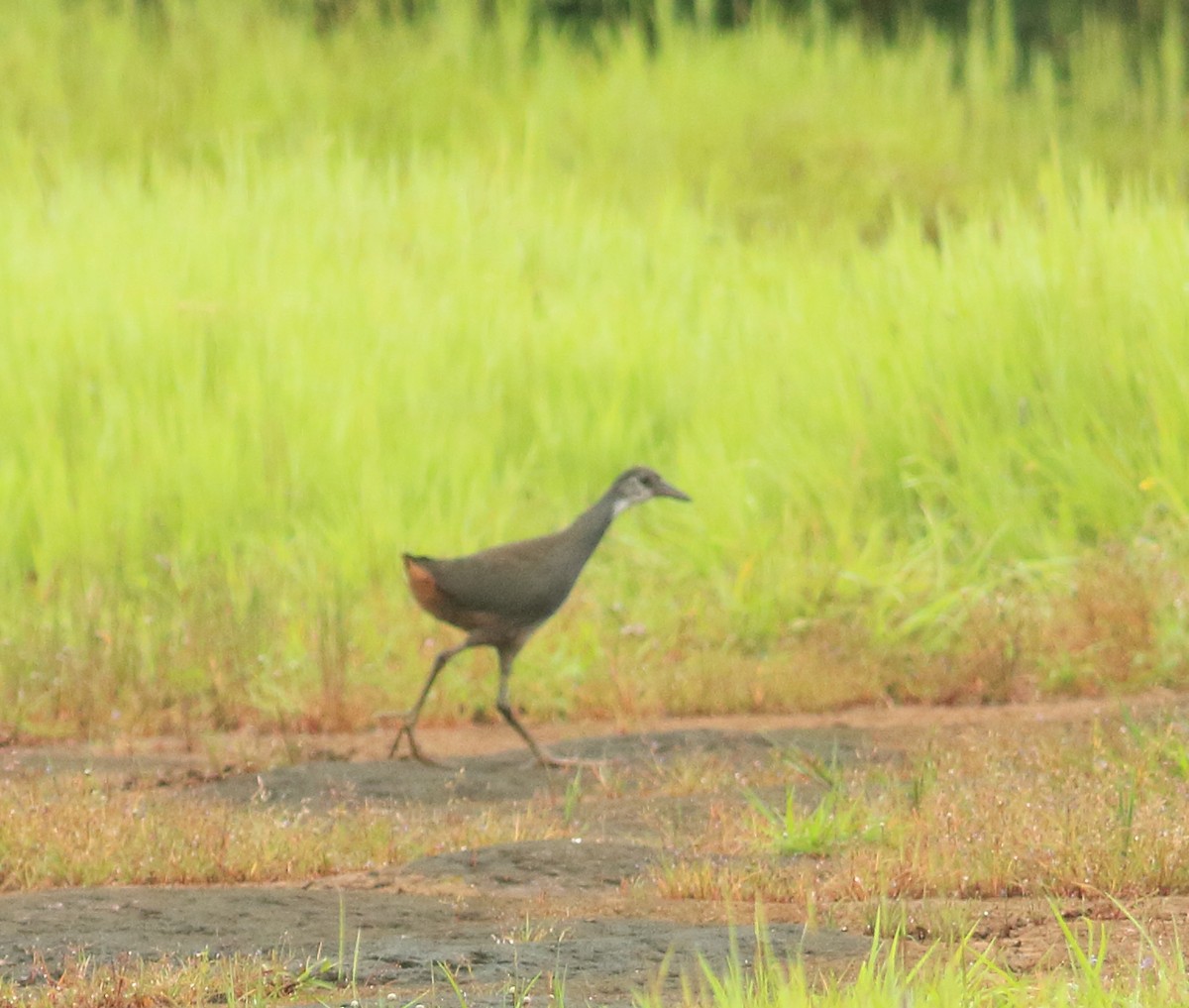 White-breasted Waterhen - ML642031326