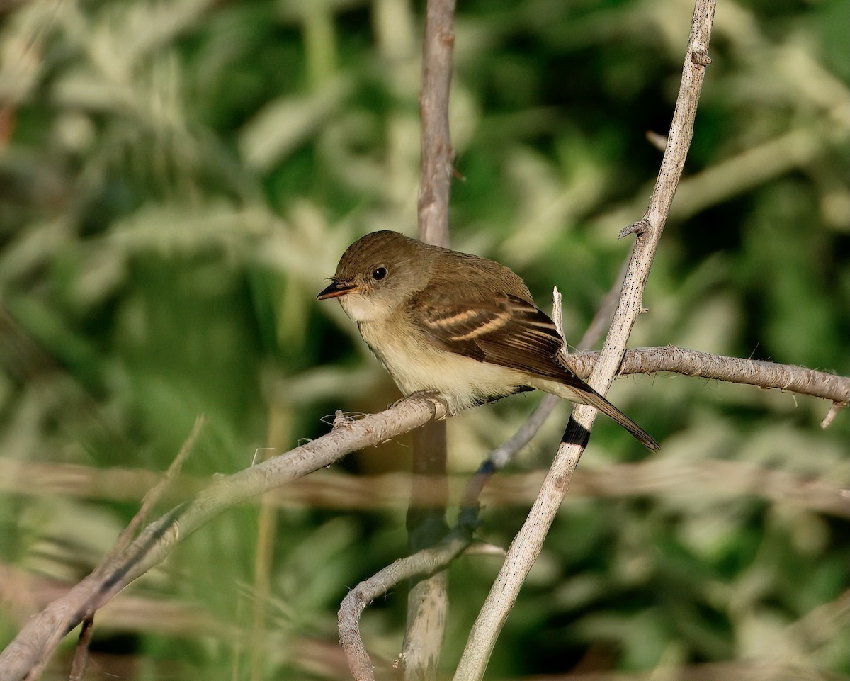 Willow Flycatcher - ML642031327