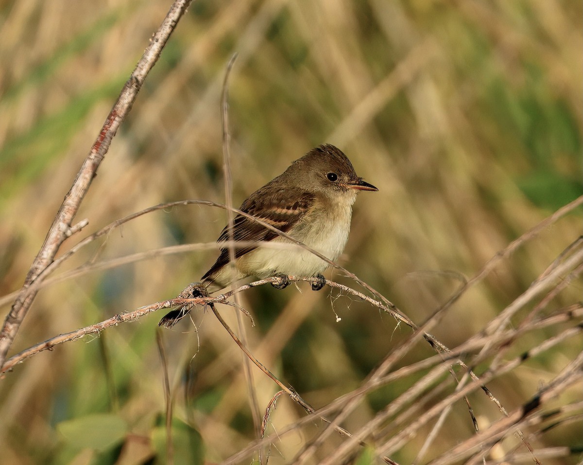 Willow Flycatcher - ML642031328