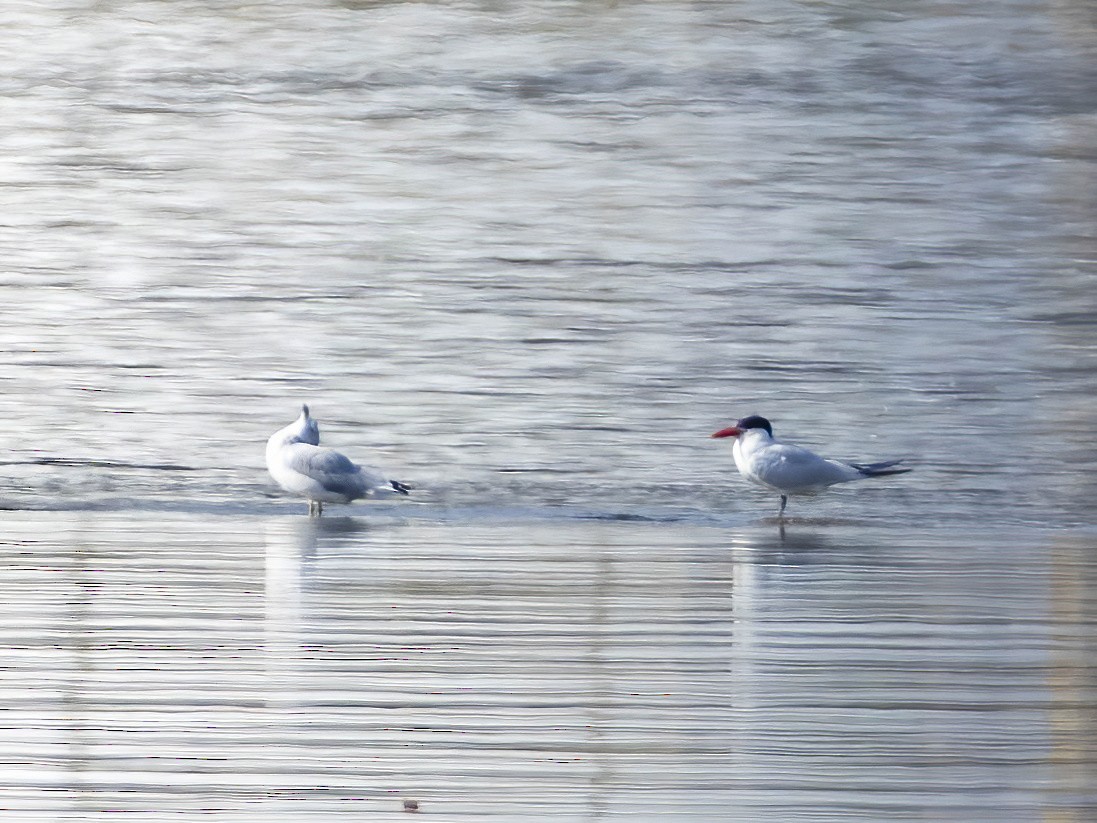 Caspian Tern - ML642031332