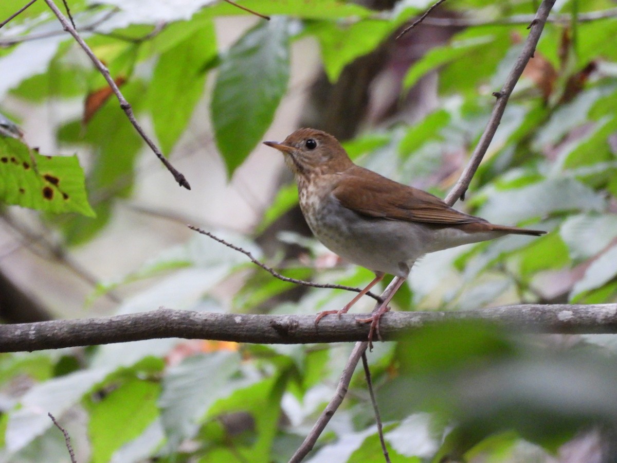 Veery - ML642031336