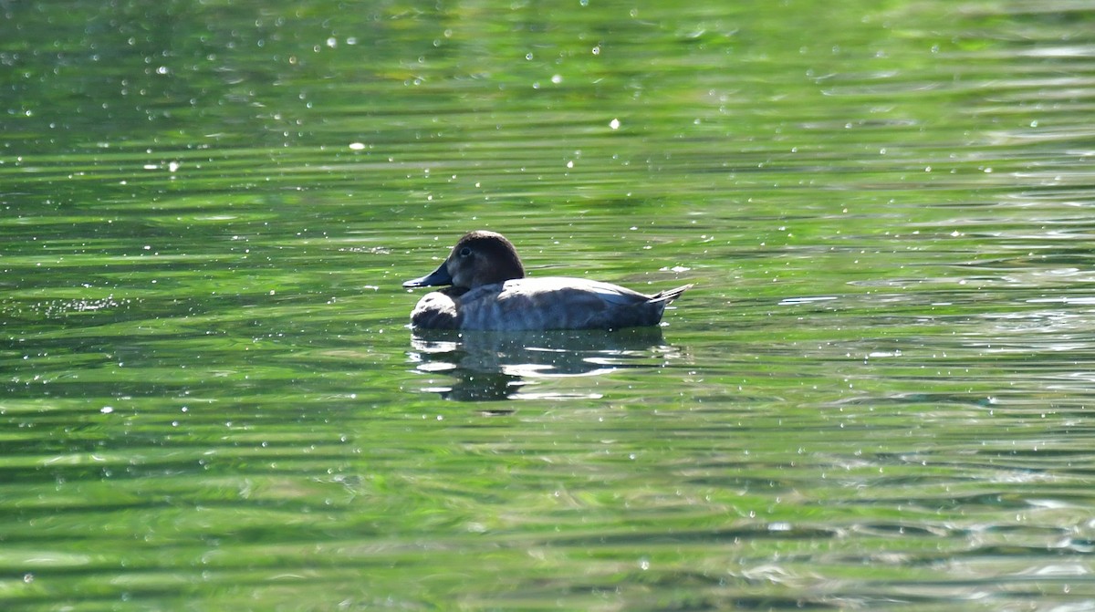 Common Pochard - ML642031337