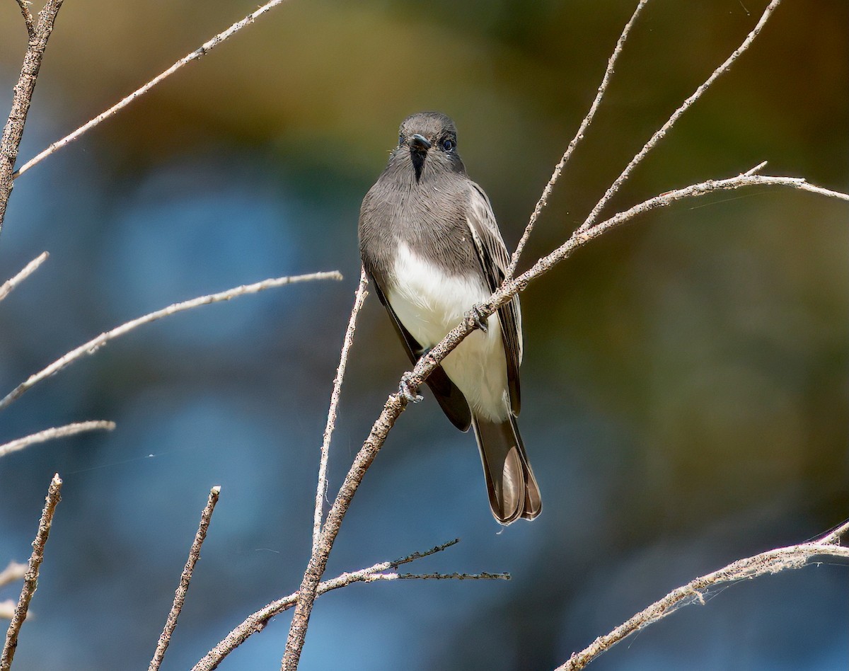 Black Phoebe - ML642031340