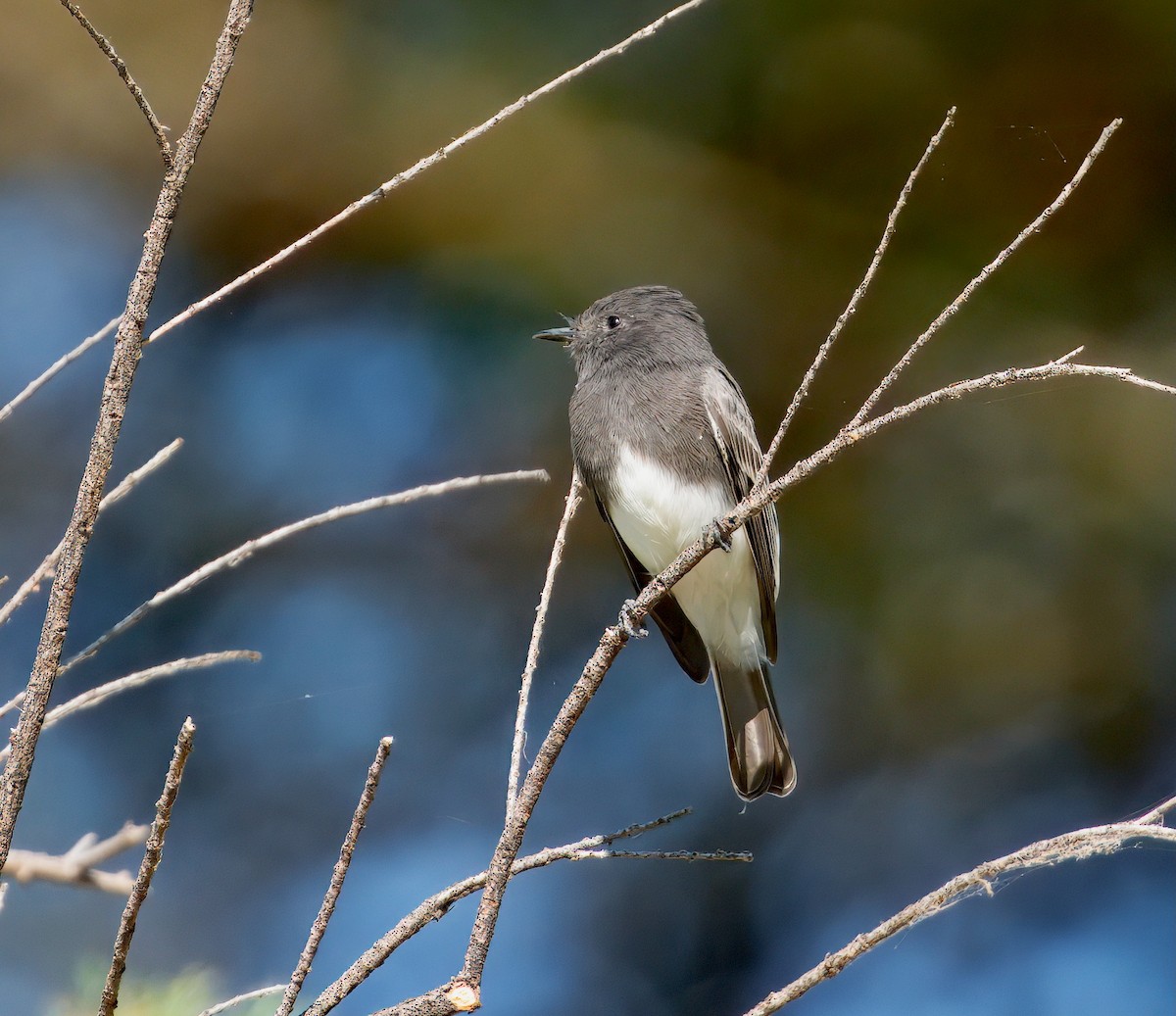 Black Phoebe - ML642031341