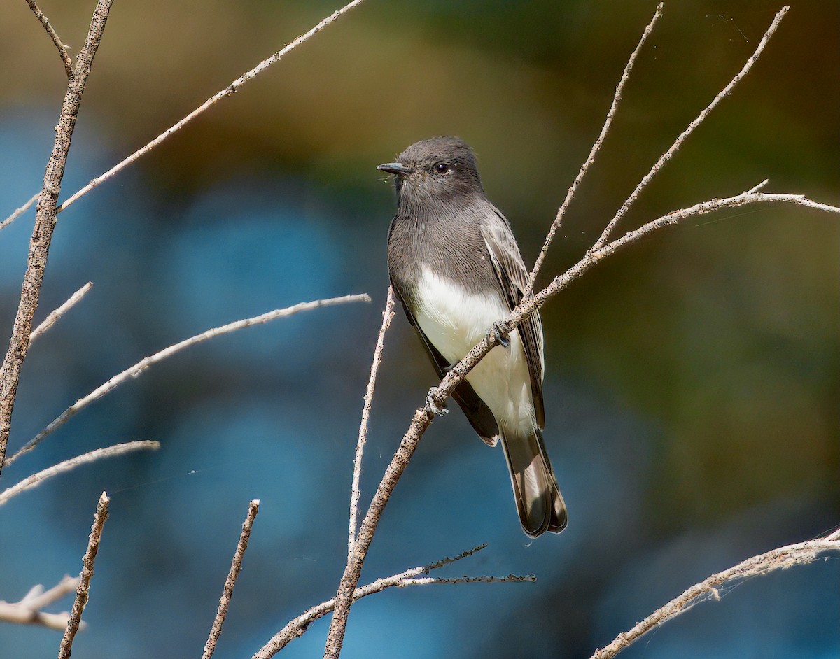 Black Phoebe - ML642031342