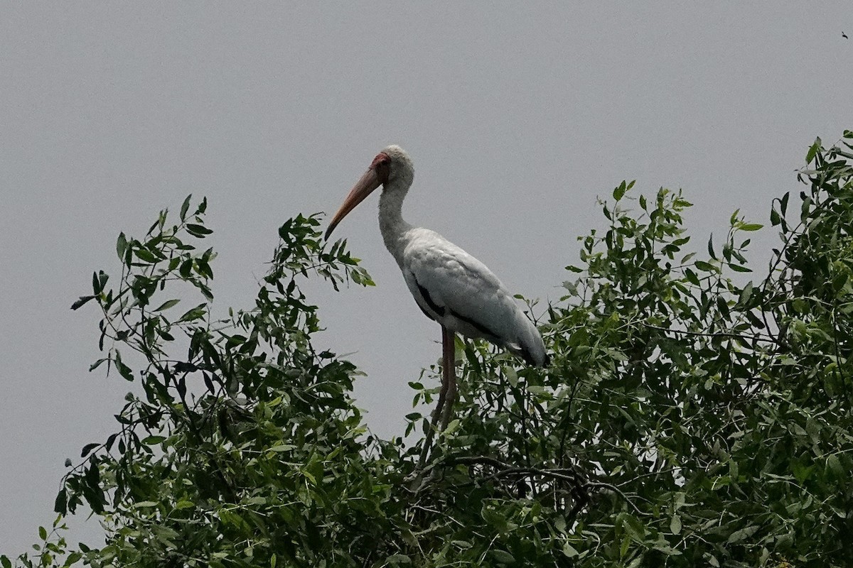 malaystork - ML642031345