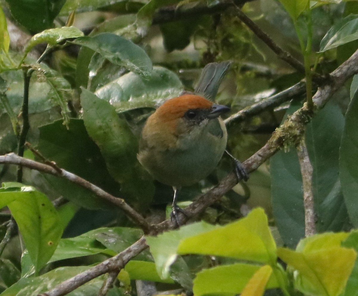 Black-backed Tanager - ML642031356