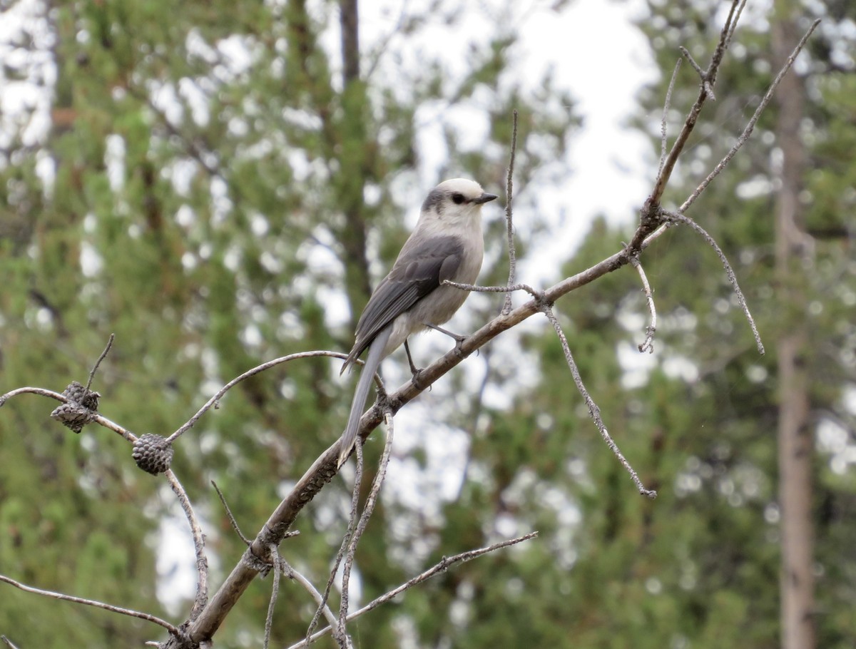 Canada Jay - ML642031373