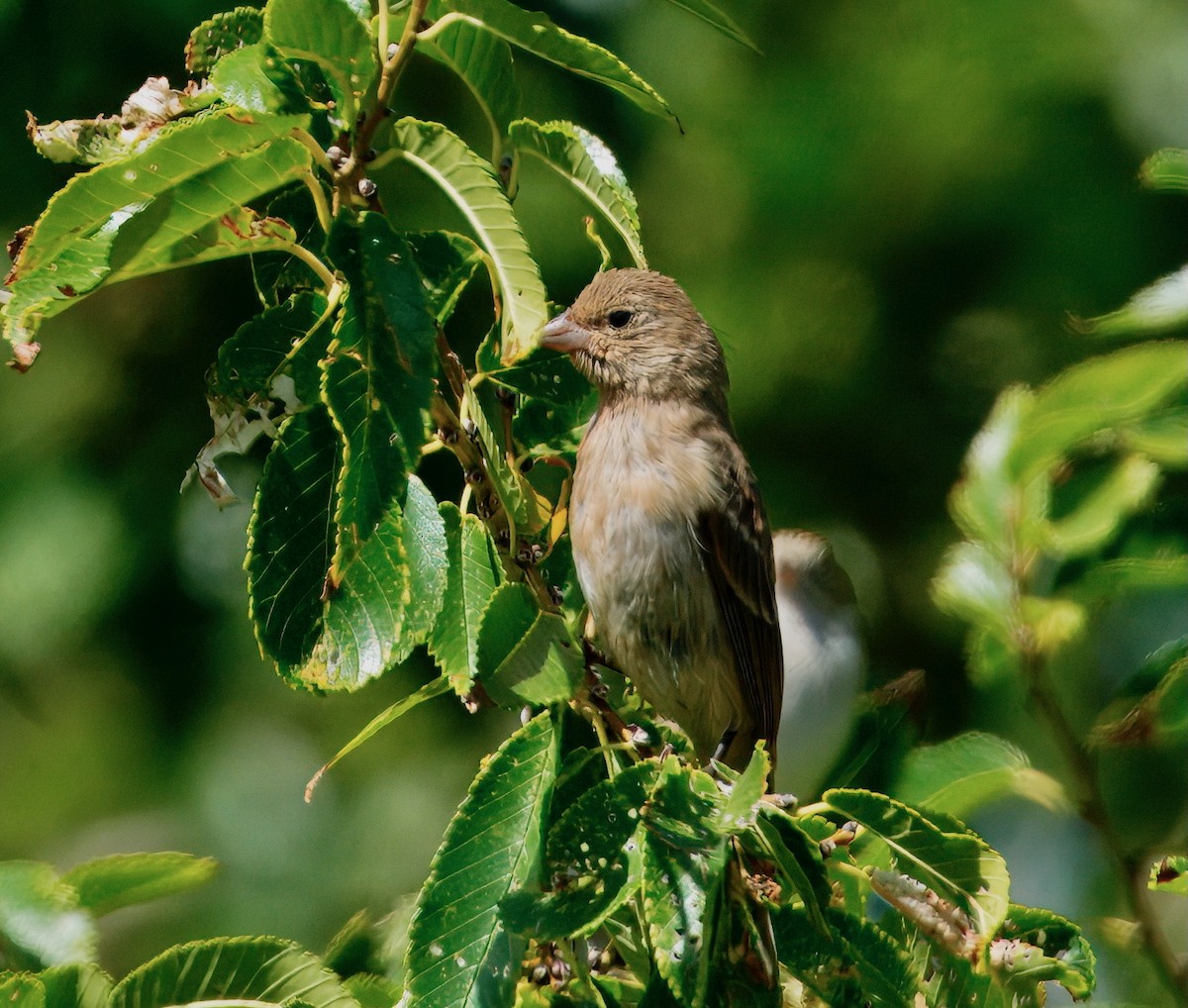 Lazuli Bunting - ML642031376