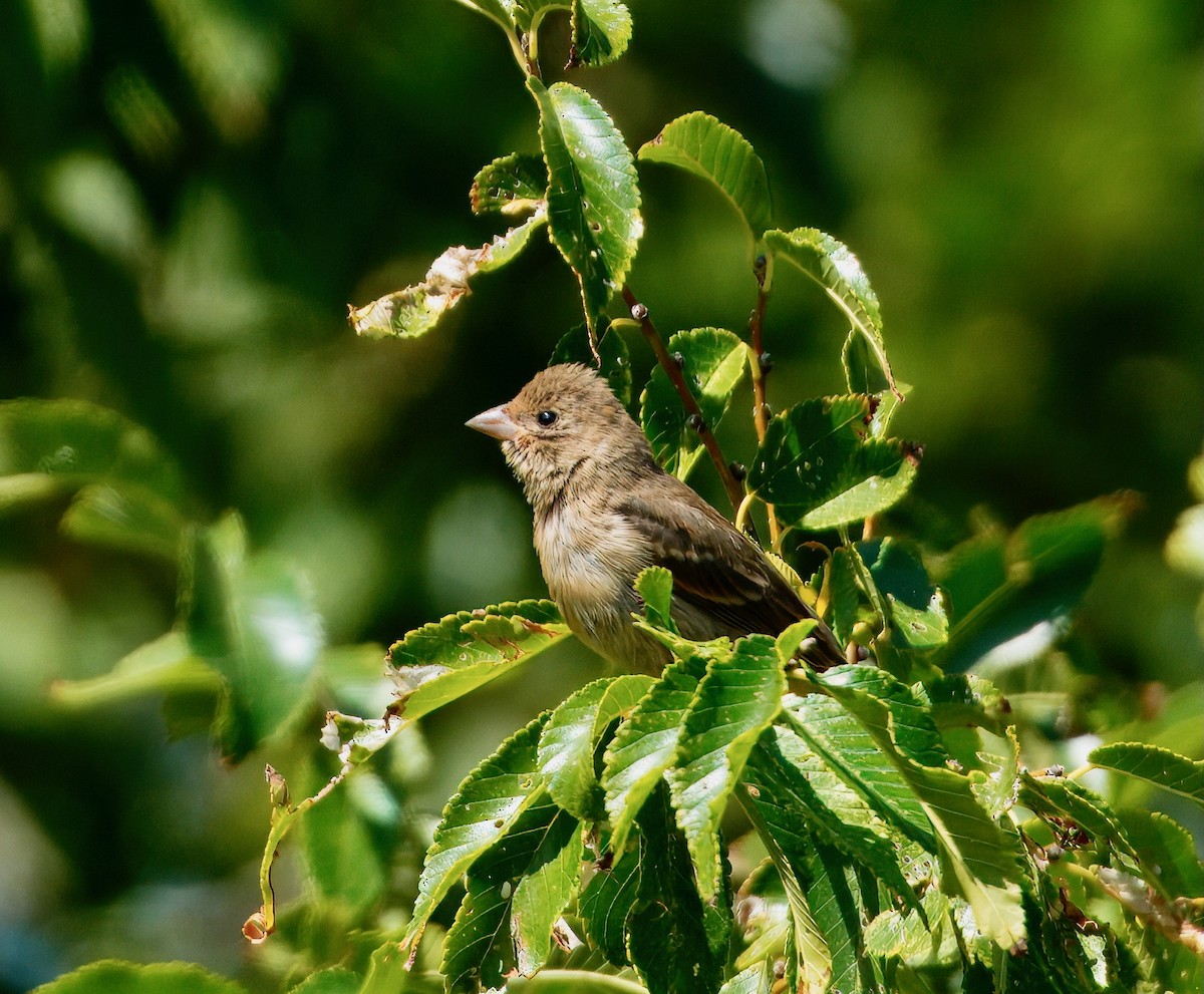 Lazuli Bunting - ML642031377