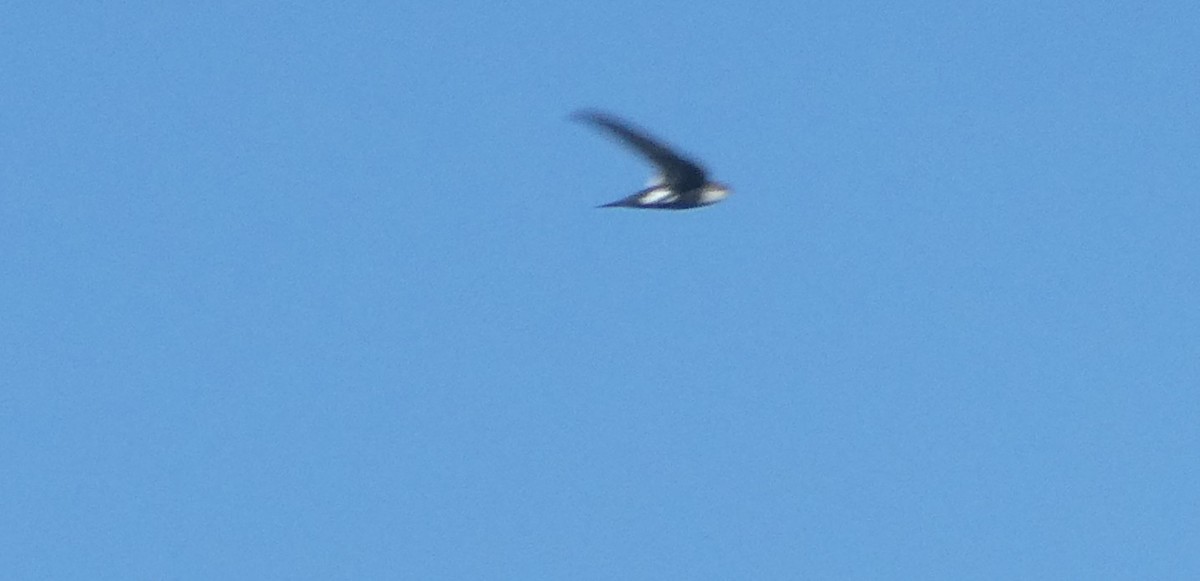 White-throated Swift - ML642031378