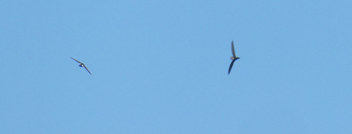 White-throated Swift - ML642031379