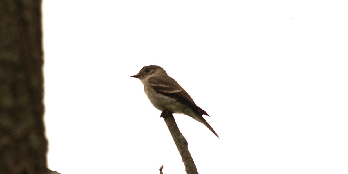 Eastern Wood-Pewee - ML642031381