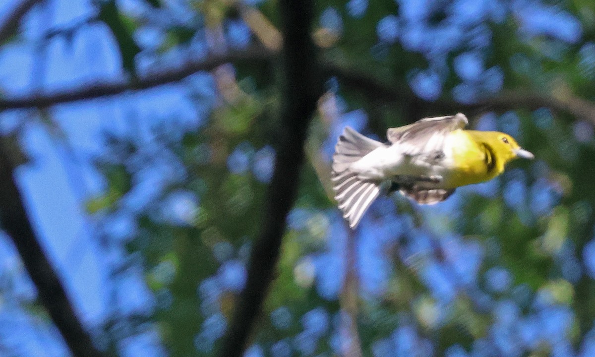 Yellow-throated Vireo - ML642031384