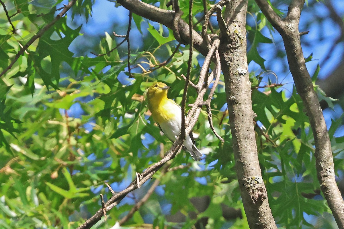 Yellow-throated Vireo - ML642031388