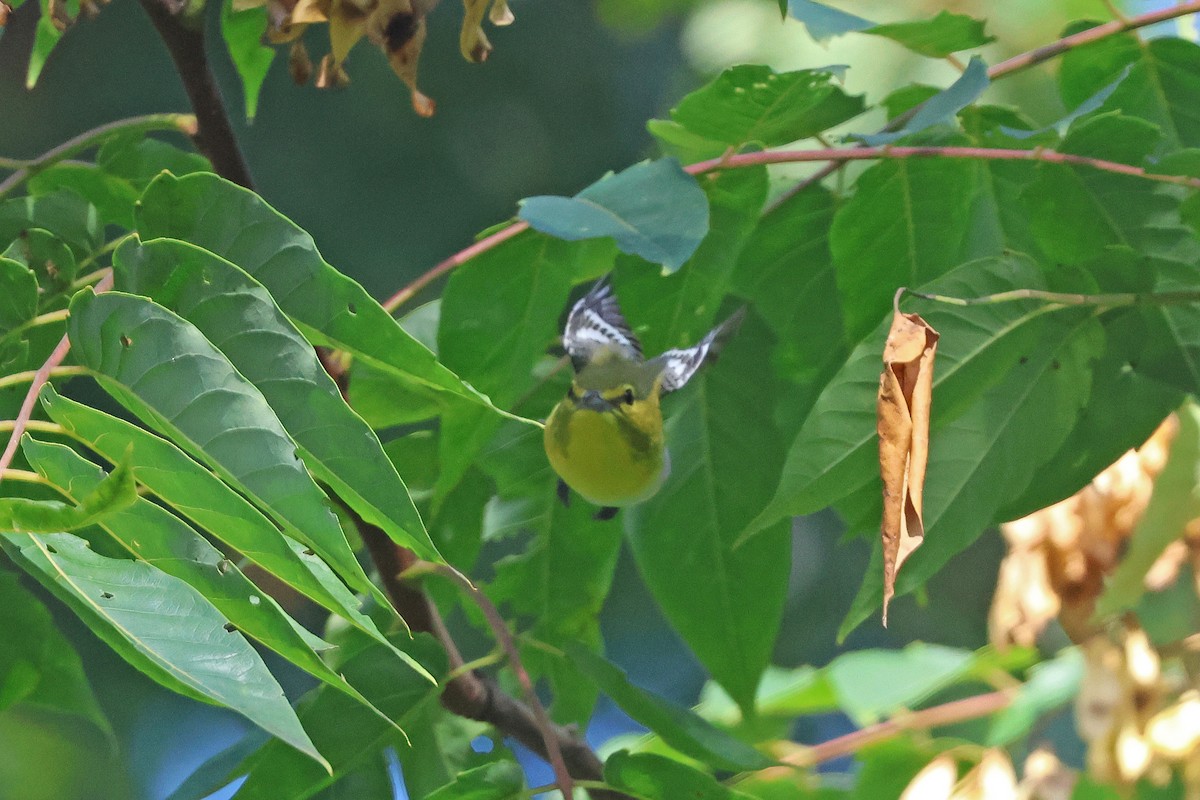 Yellow-throated Vireo - ML642031389