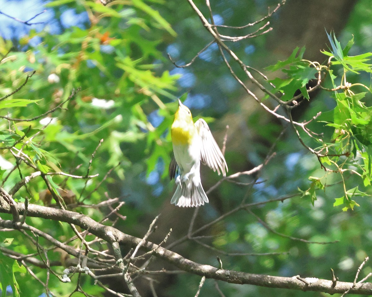 Yellow-throated Vireo - ML642031390