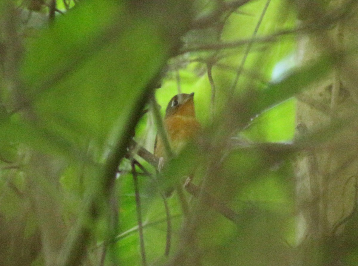 rustbrystmaurpitta - ML642031391