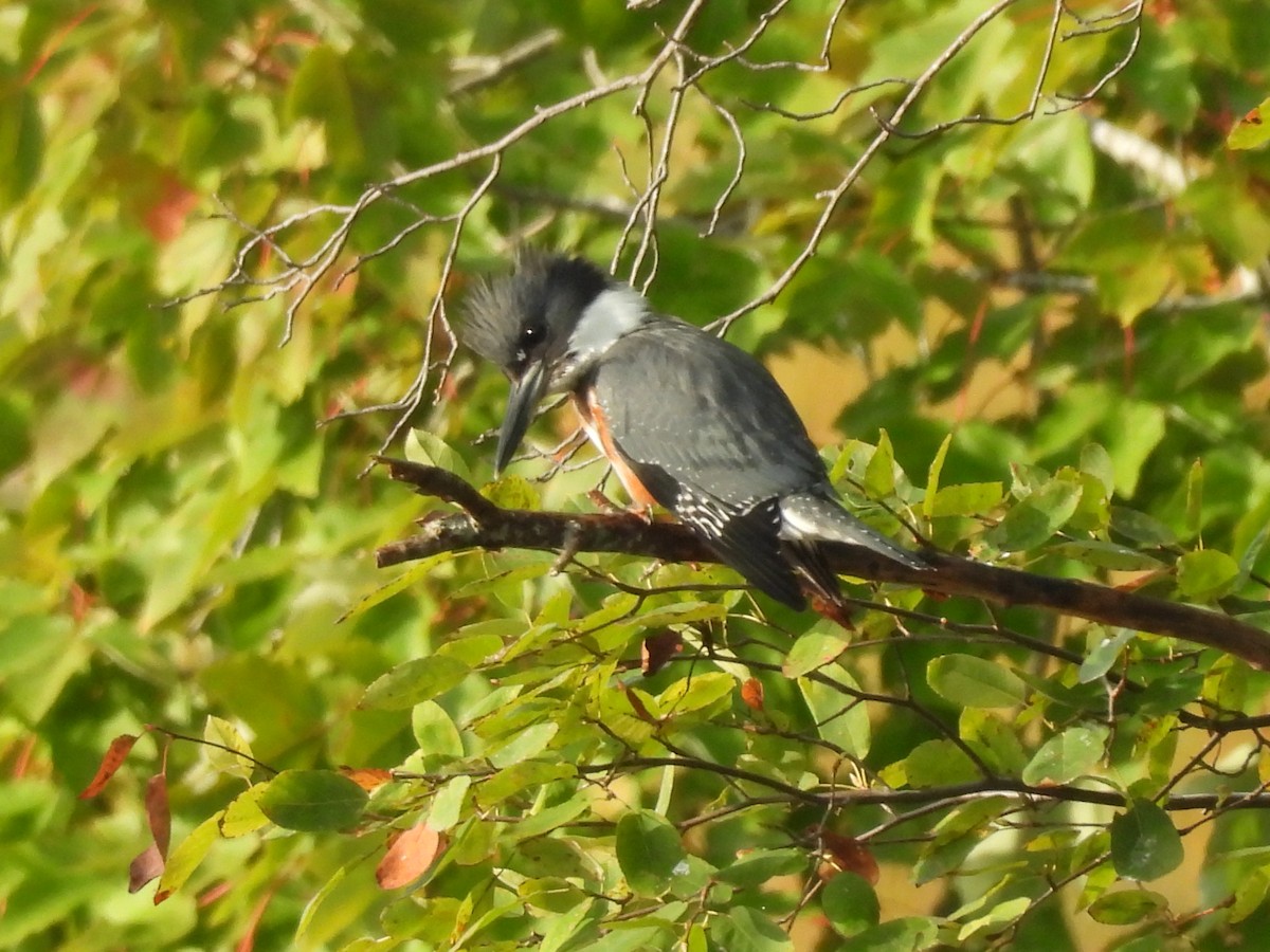 Belted Kingfisher - ML642031395