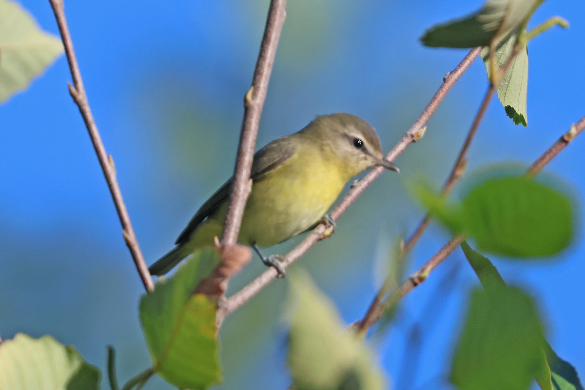 Philadelphia Vireo - ML642031401