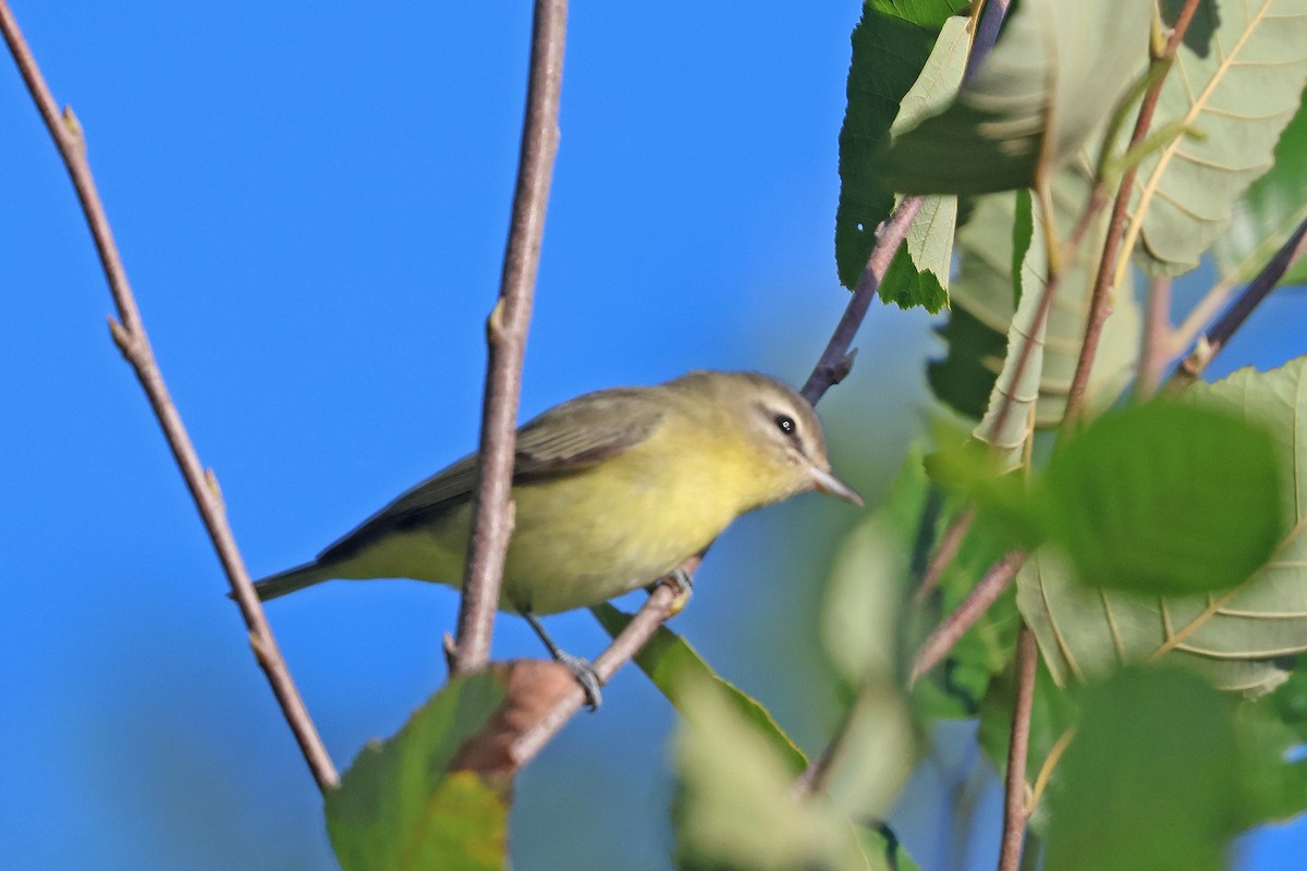 Philadelphia Vireo - ML642031402