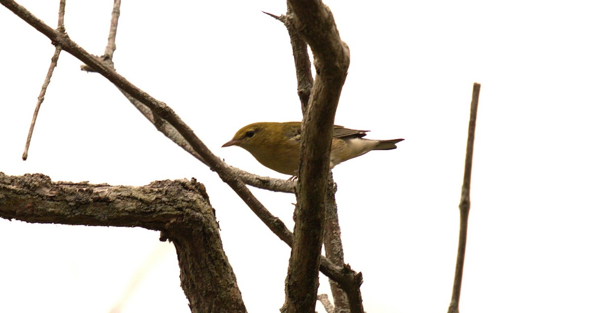 Bay-breasted Warbler - ML642031412