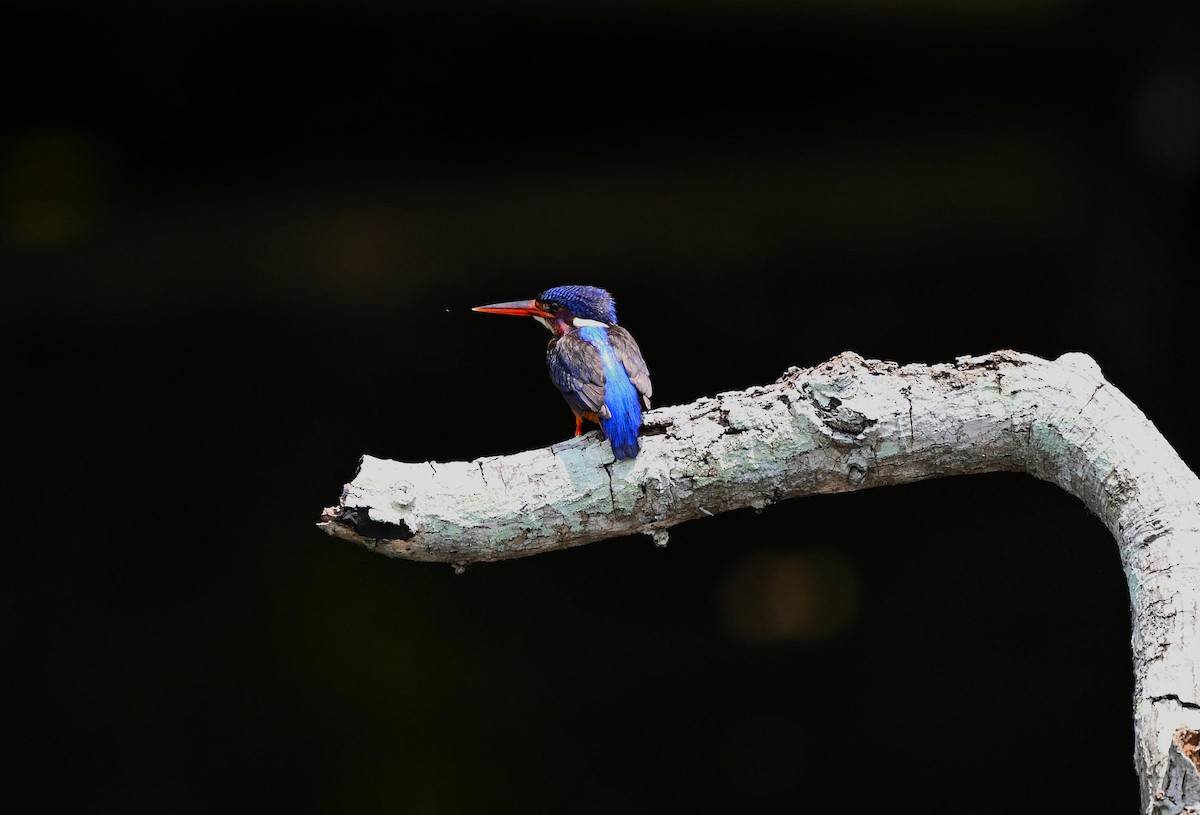 Blue-eared Kingfisher - ML642031433