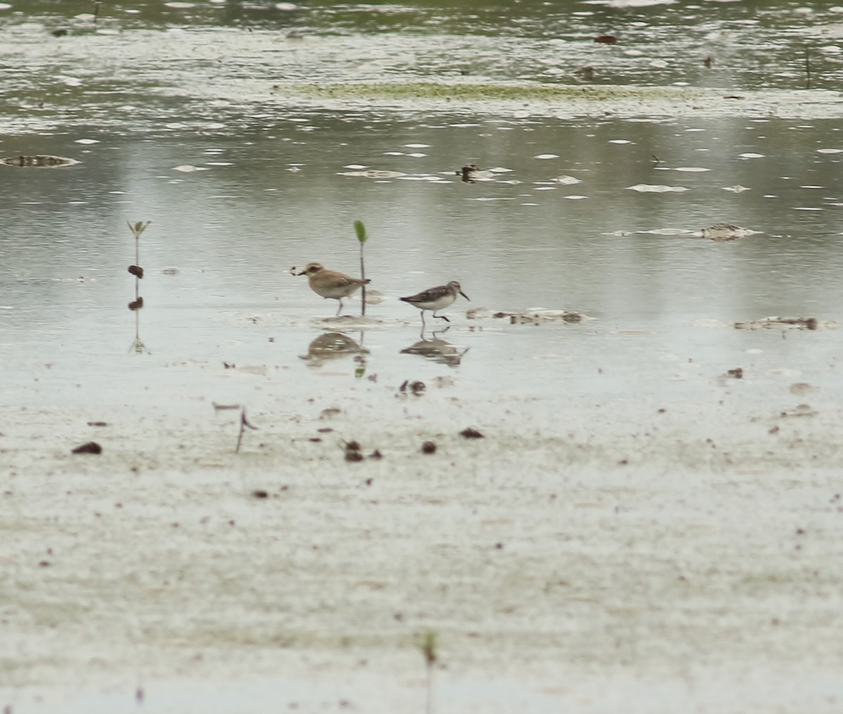 Tibetan Sand-Plover - ML642031458