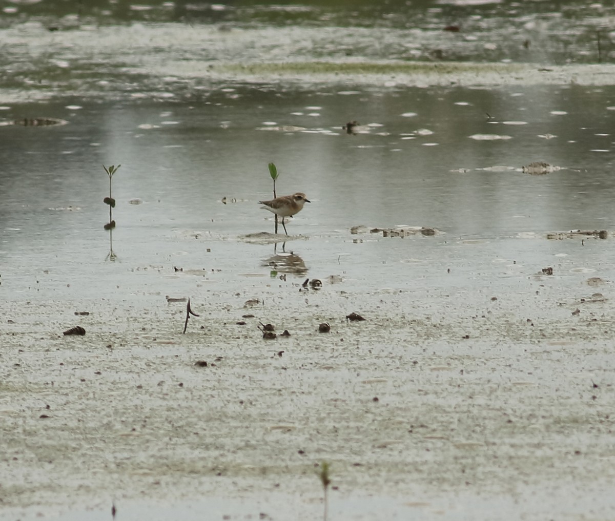 Tibetan Sand-Plover - ML642031463