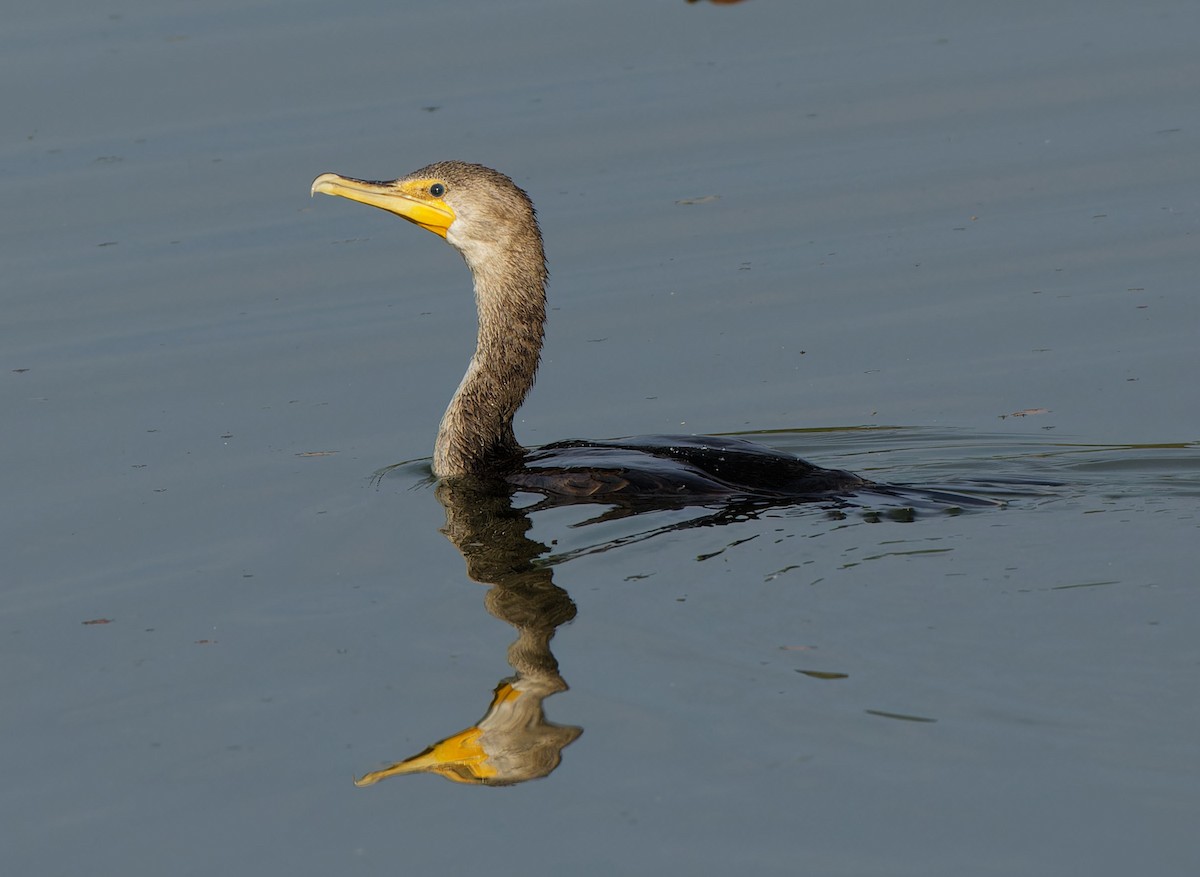 Double-crested Cormorant - ML642031473