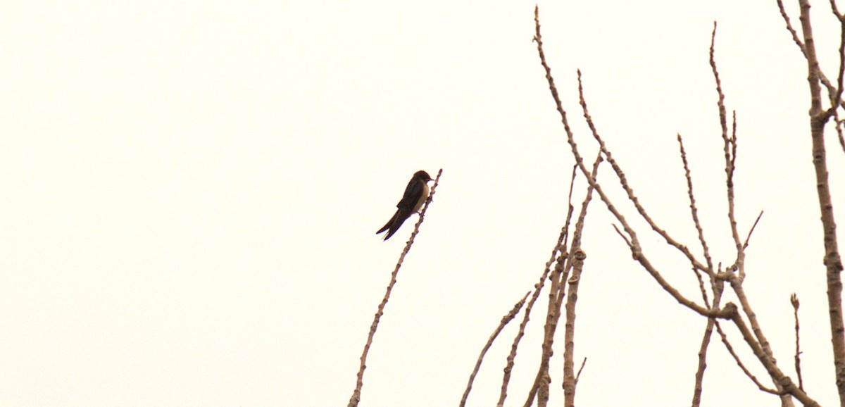 Barn Swallow - ML642031481