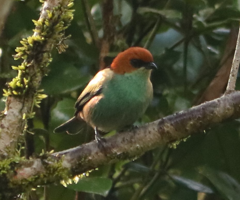 Black-backed Tanager - ML642031483