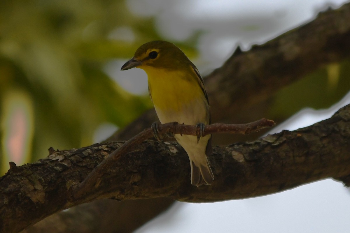 Yellow-throated Vireo - ML642031488
