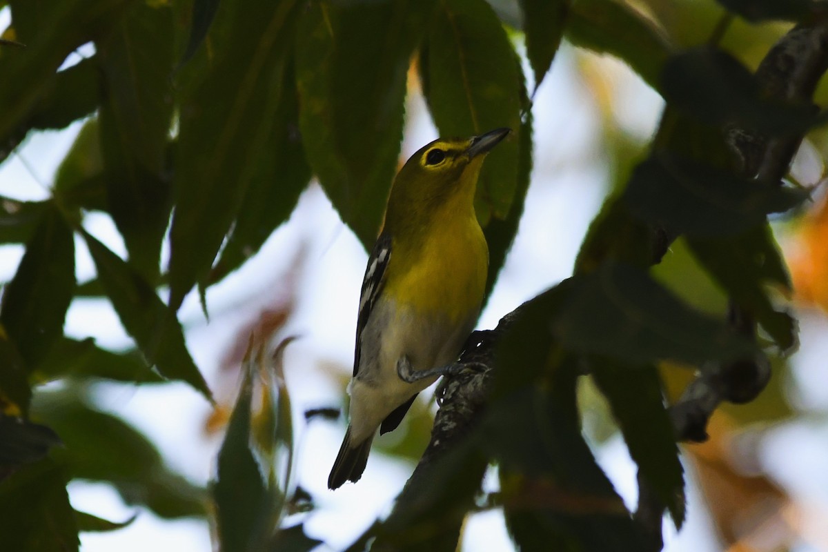 Yellow-throated Vireo - ML642031489