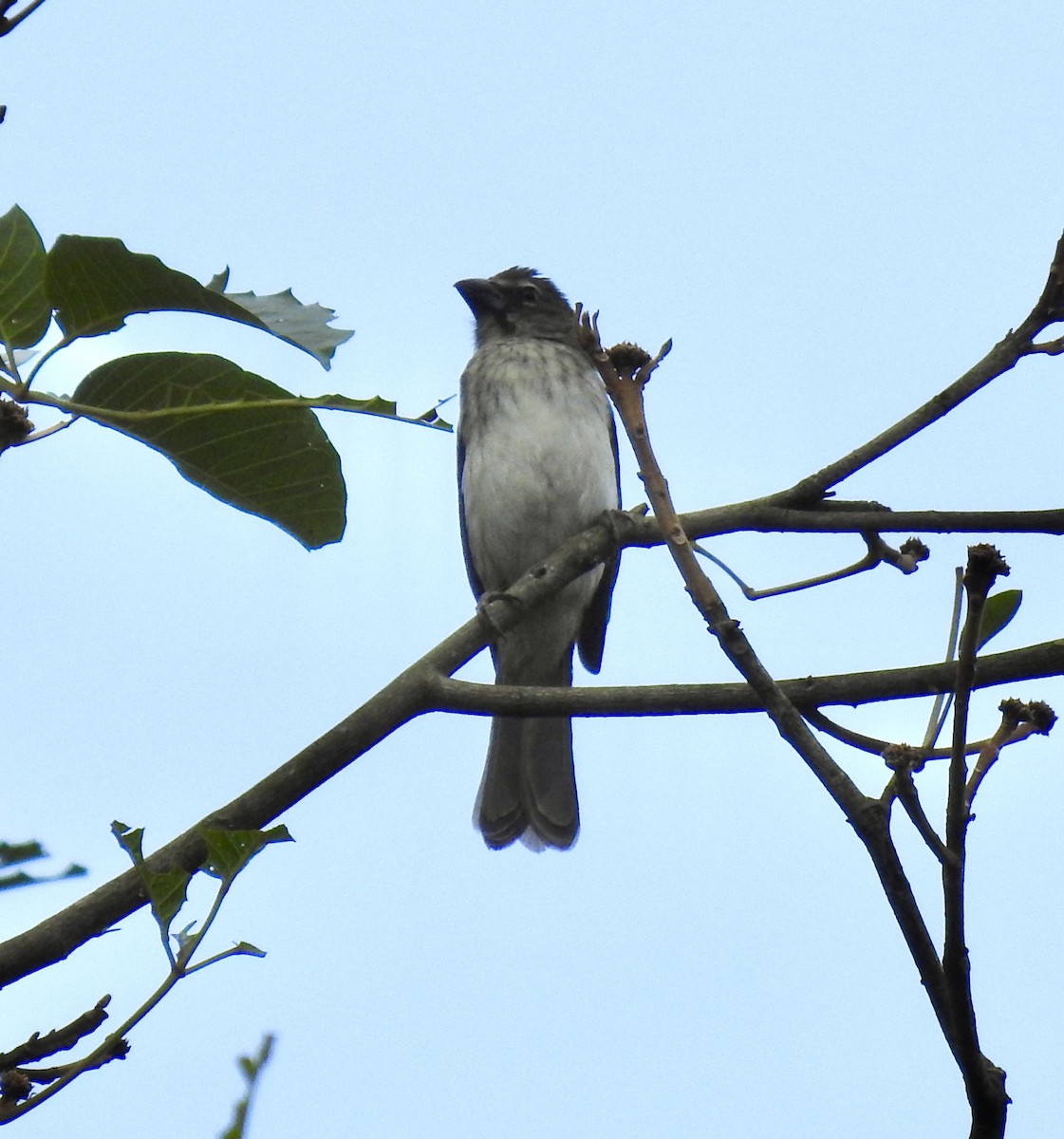 Streaked Saltator - ML642031512