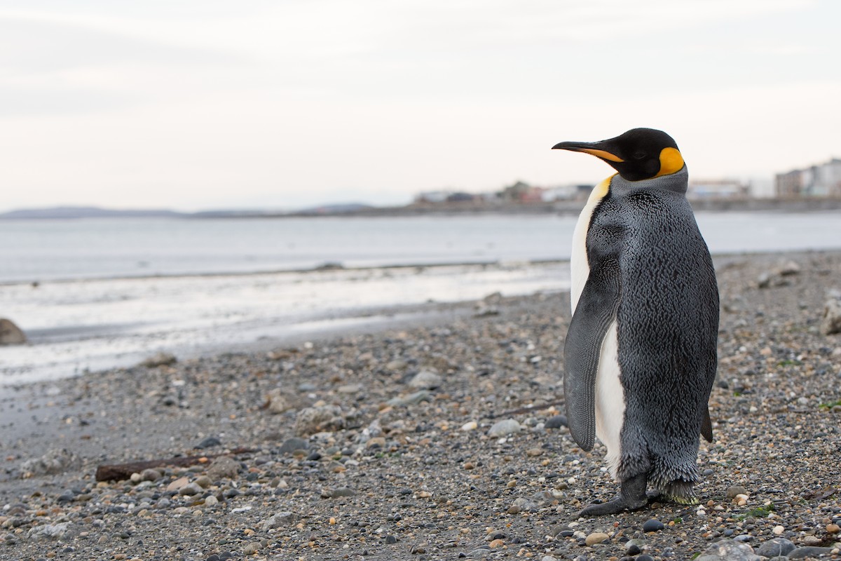King Penguin - ML642031544
