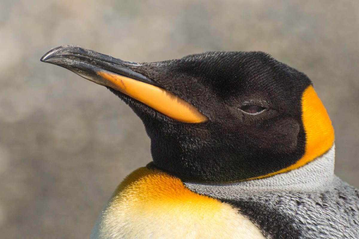 King Penguin - ML642031545