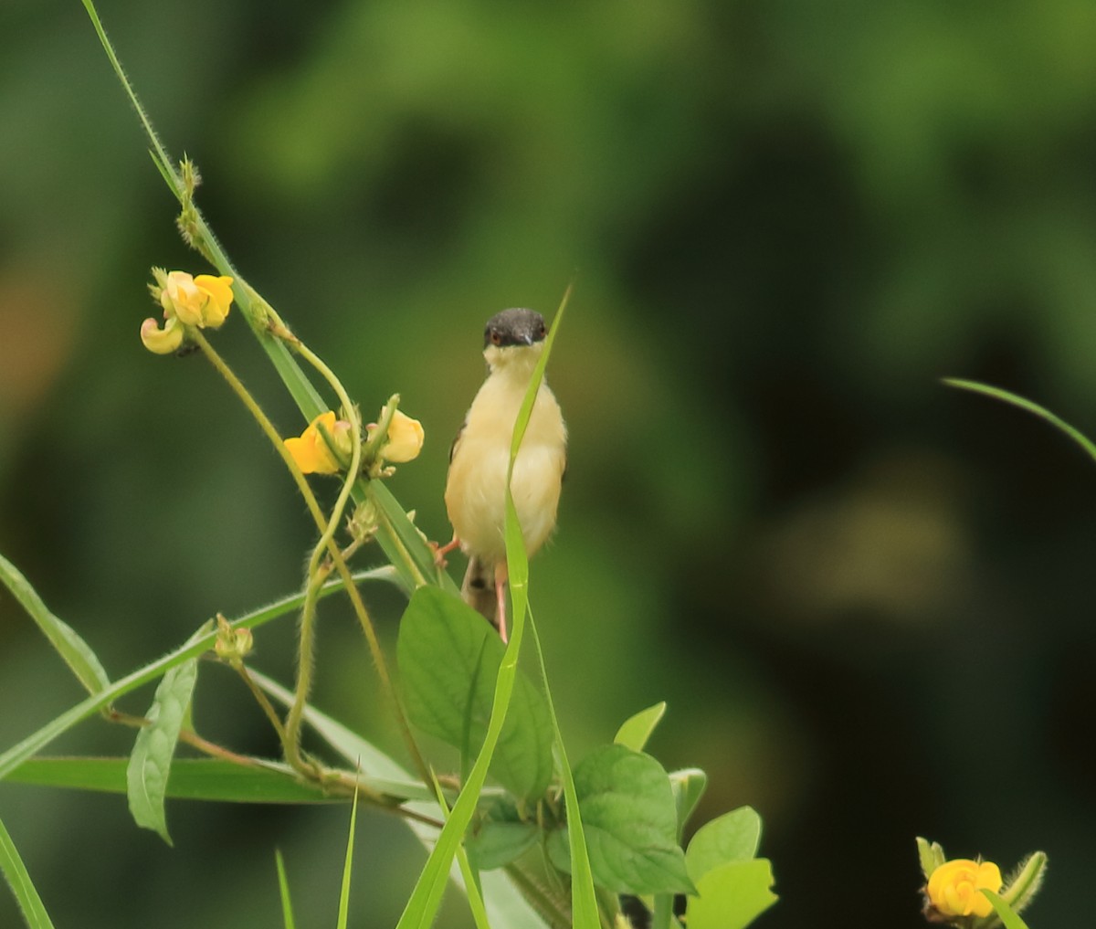 Ashy Prinia - ML642031549