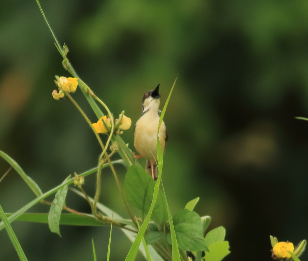 Ashy Prinia - ML642031552