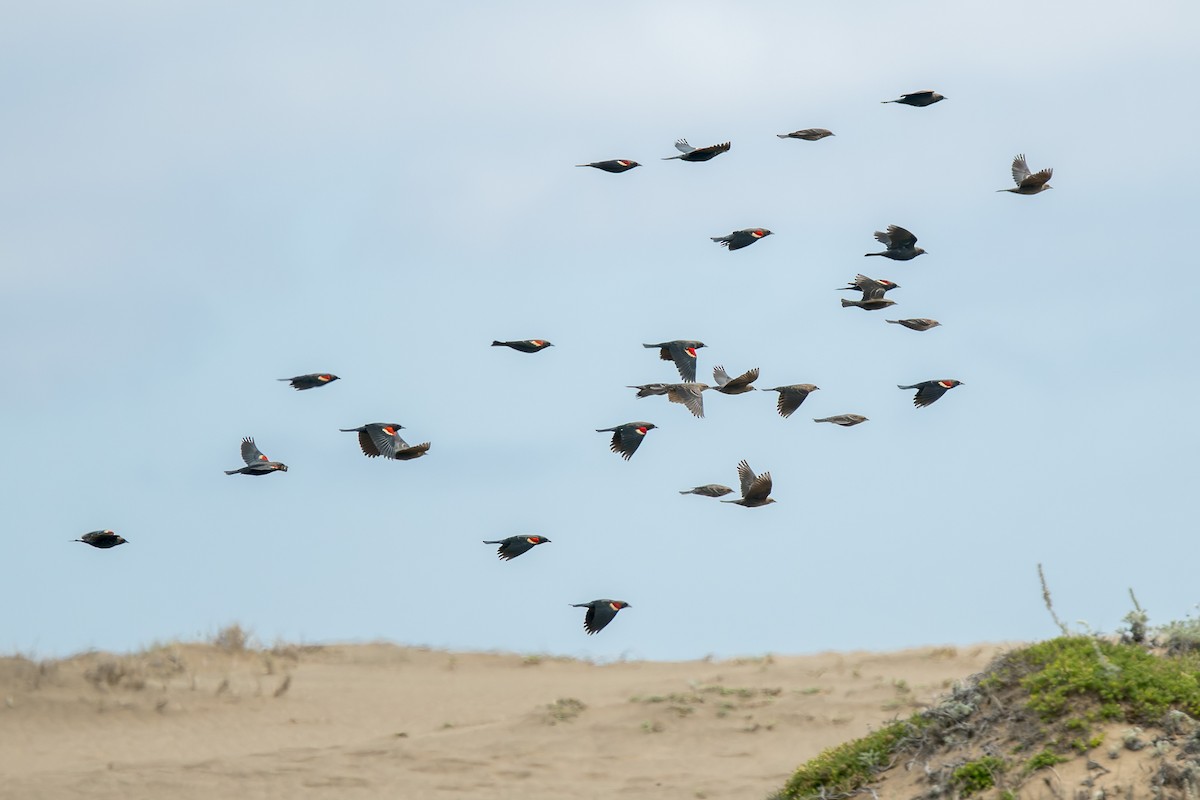 Tricolored Blackbird - ML642031568
