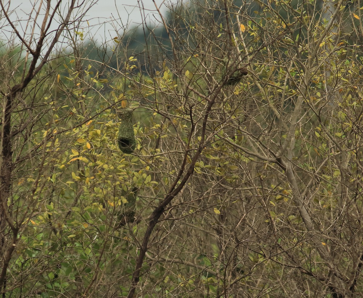 Baya Weaver - ML642031576