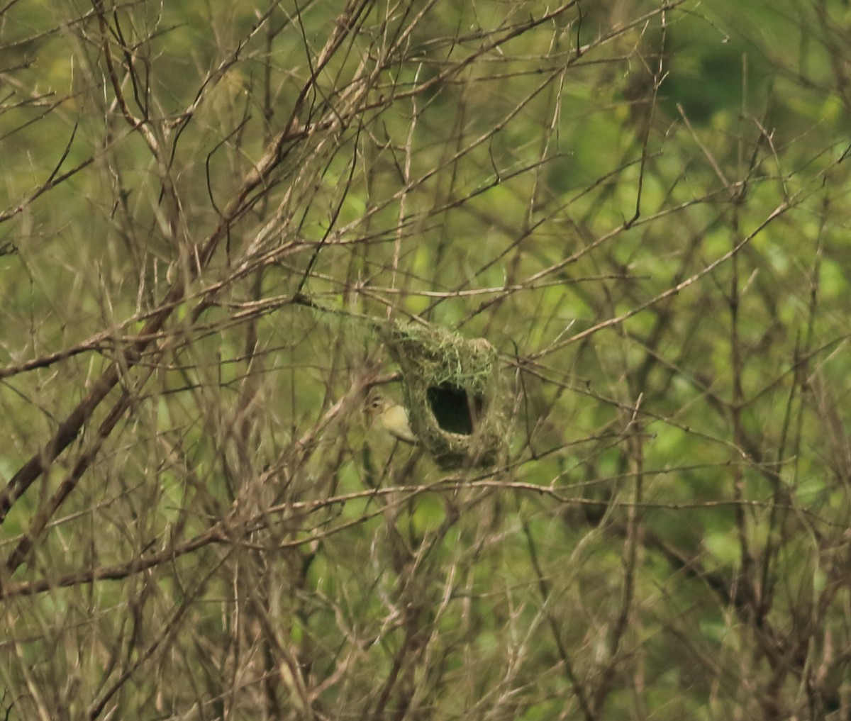 Baya Weaver - ML642031578