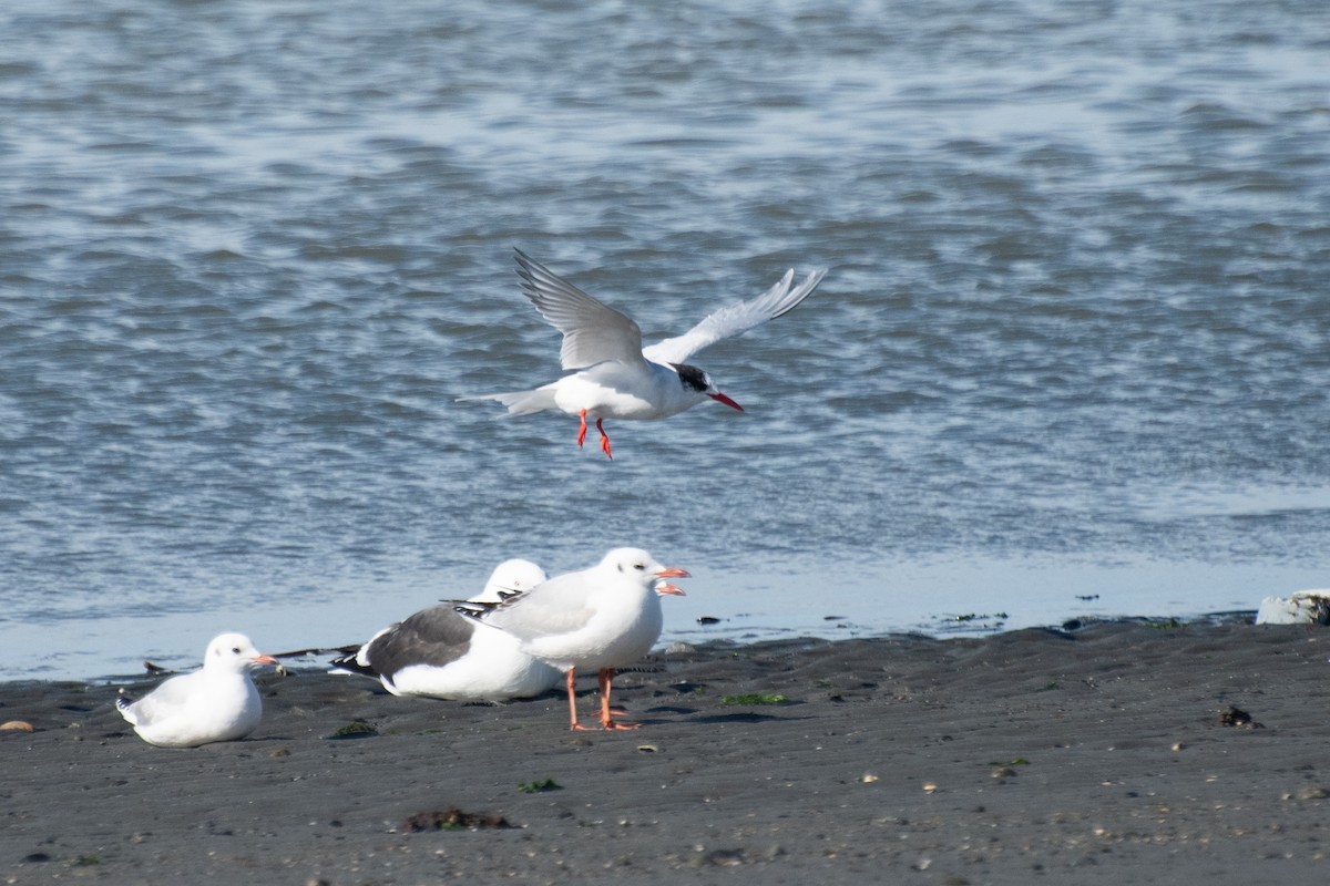 South American Tern - ML642031579