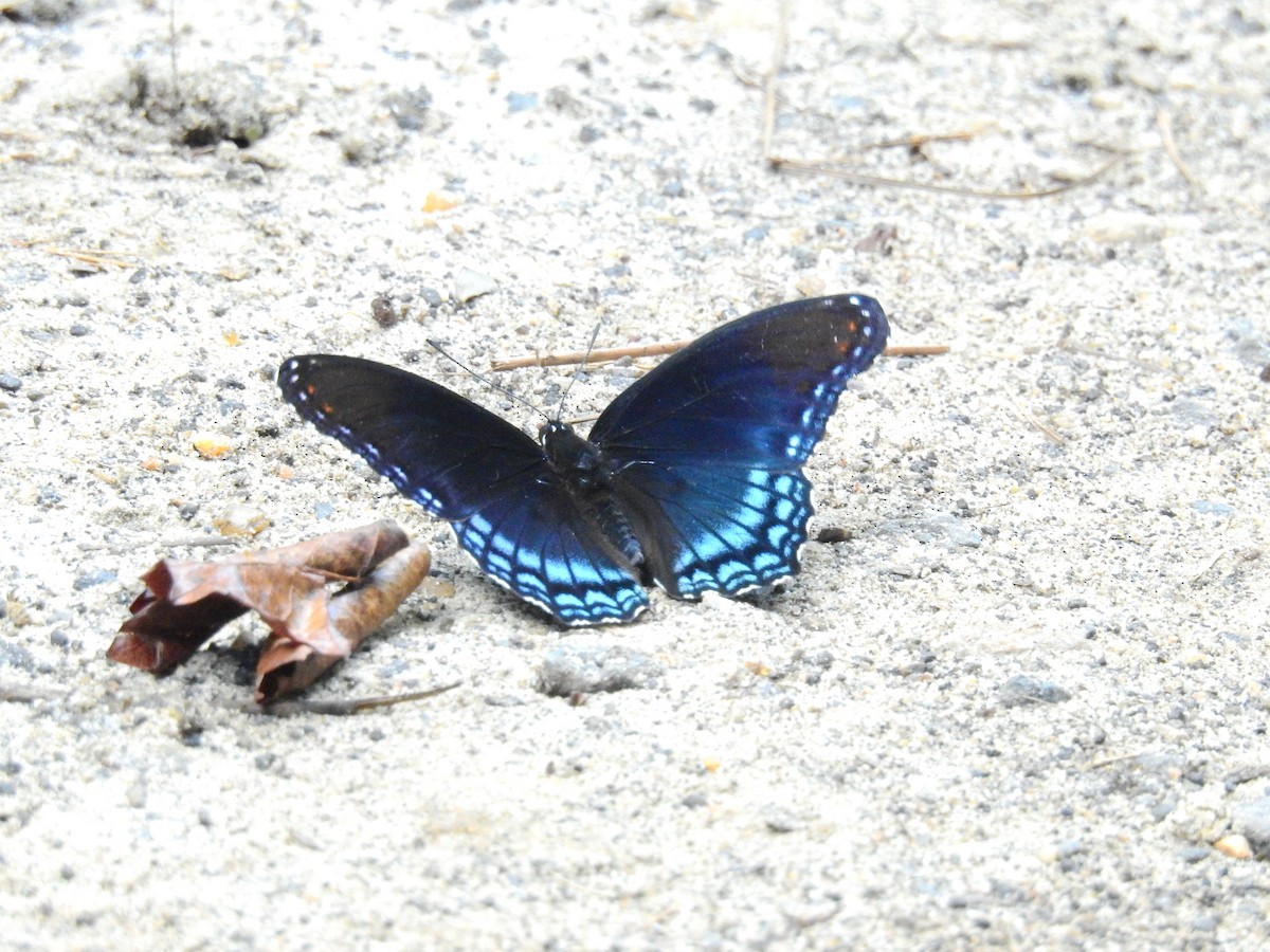 Red-spotted Purple - ML642031582