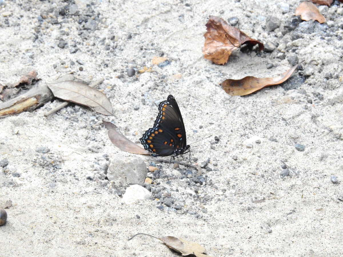 Red-spotted Purple - ML642031583