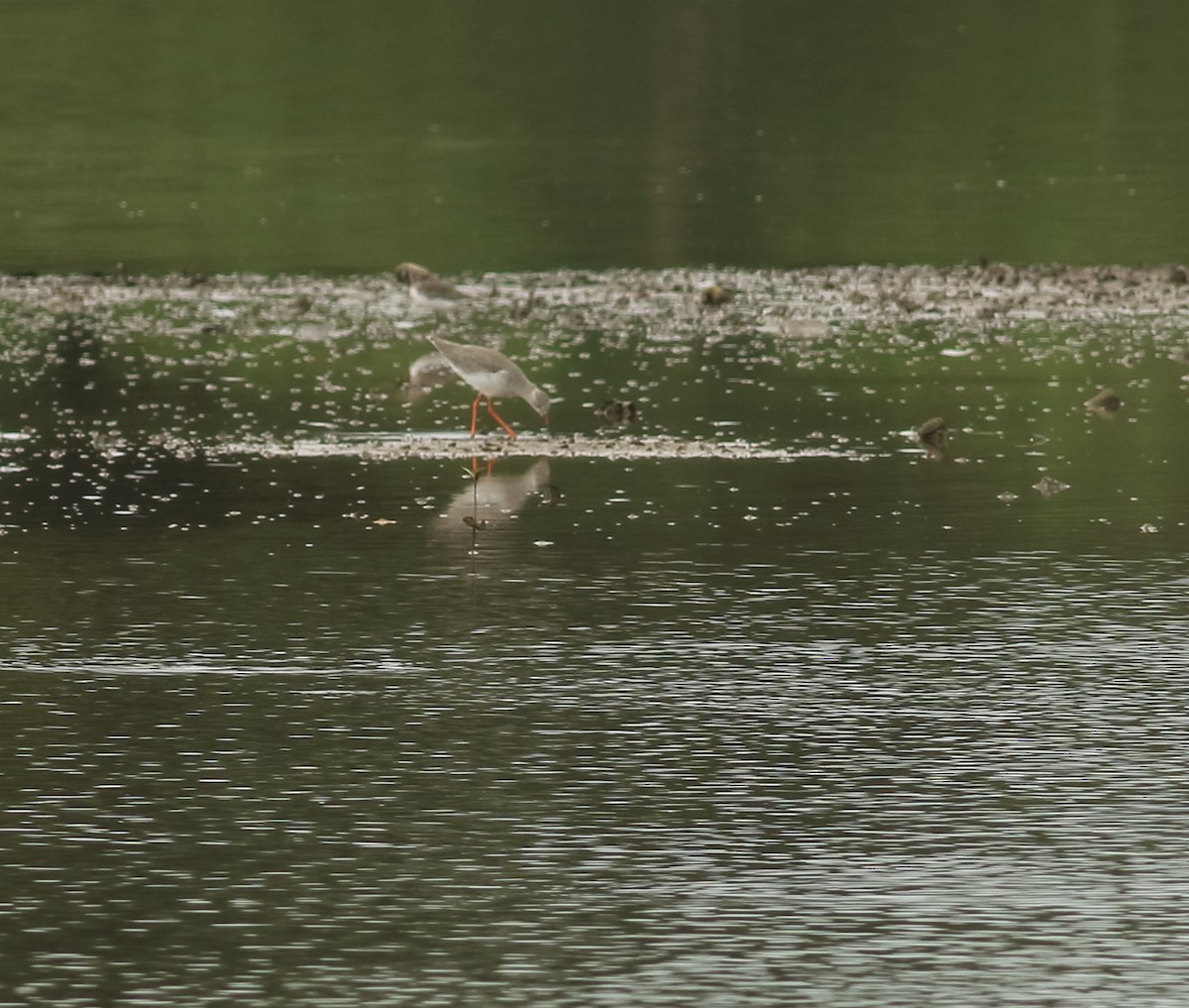 Common Redshank - ML642031585