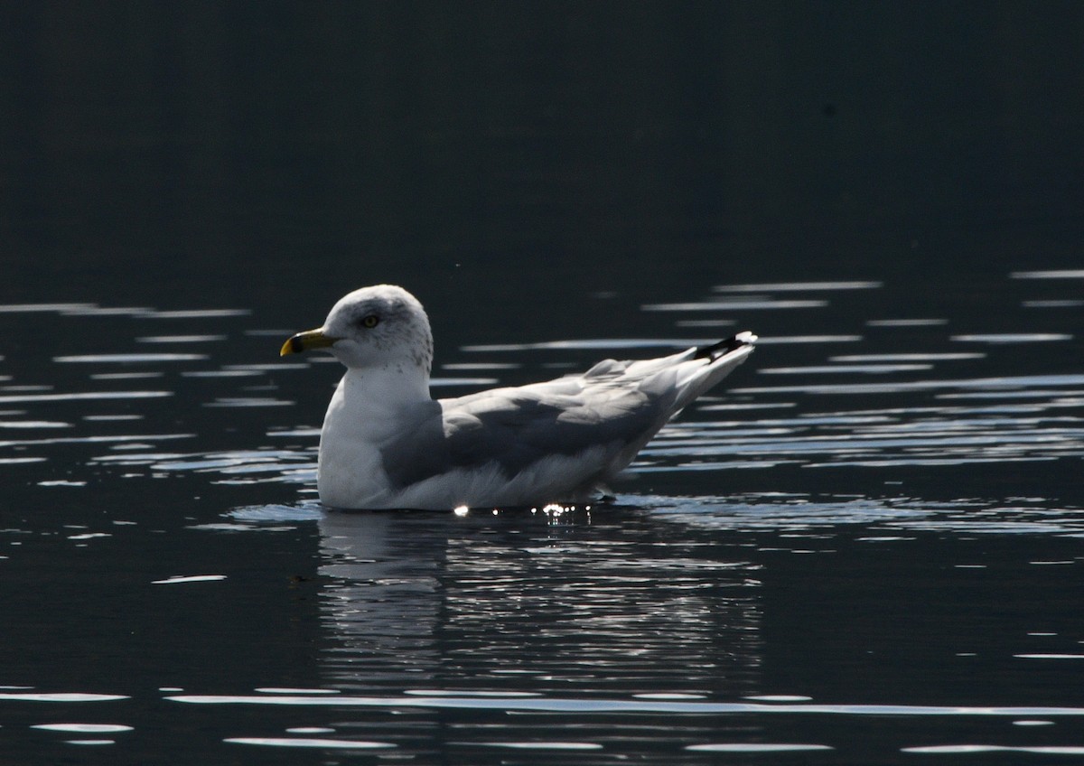 Ring-billed Gull - ML642031588